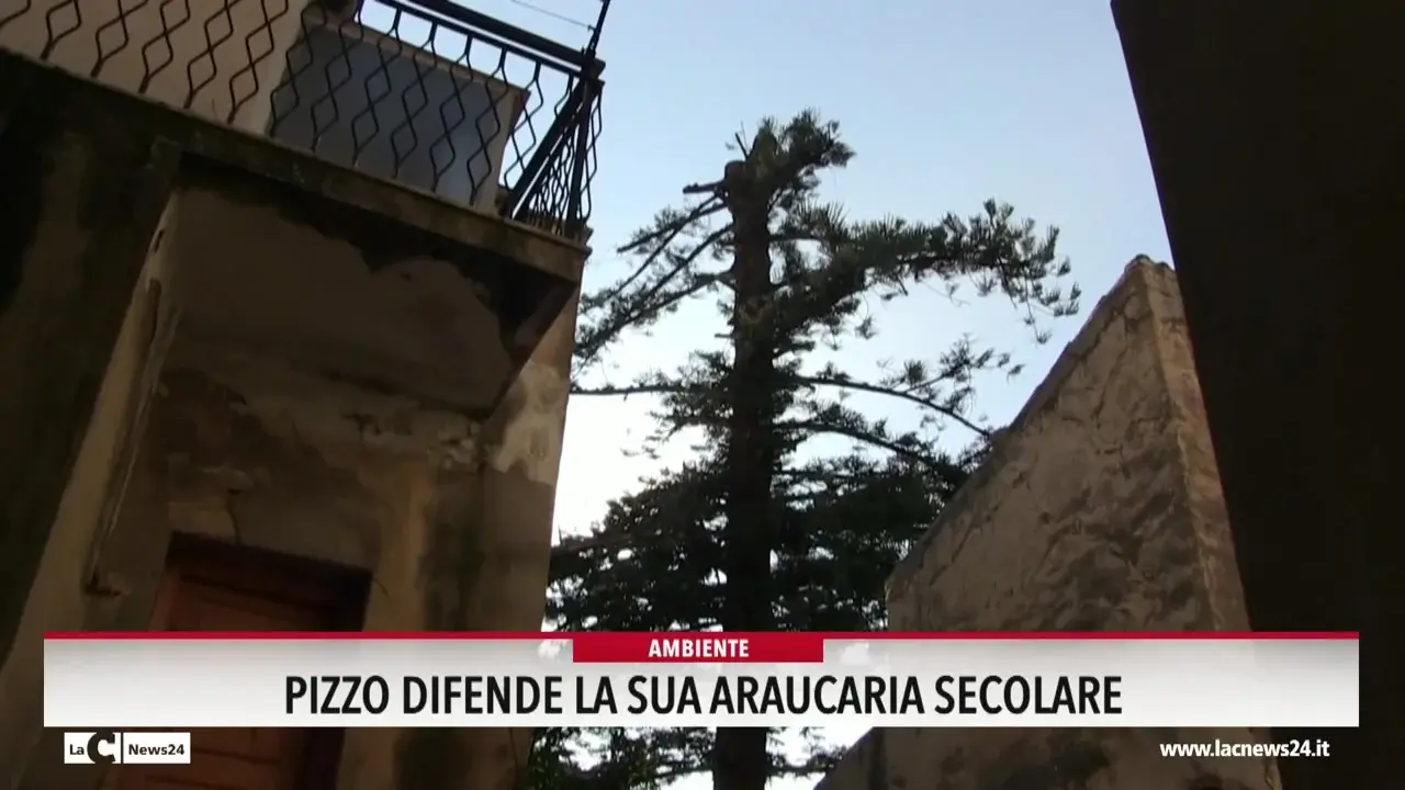 Pizzo difende la sua araucaria secolare