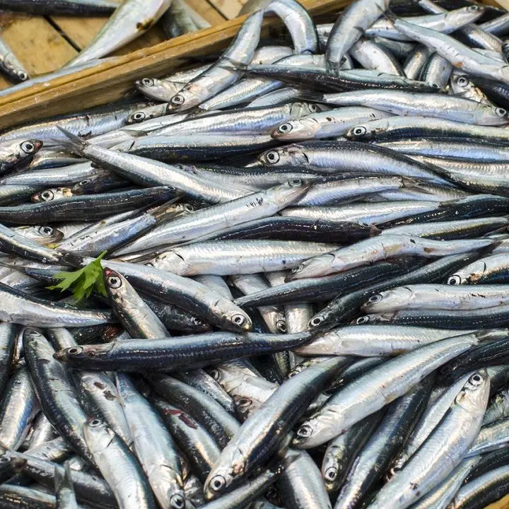 Fuscaldo cerca standisti per il Festival delle Alici: candidature aperte\n