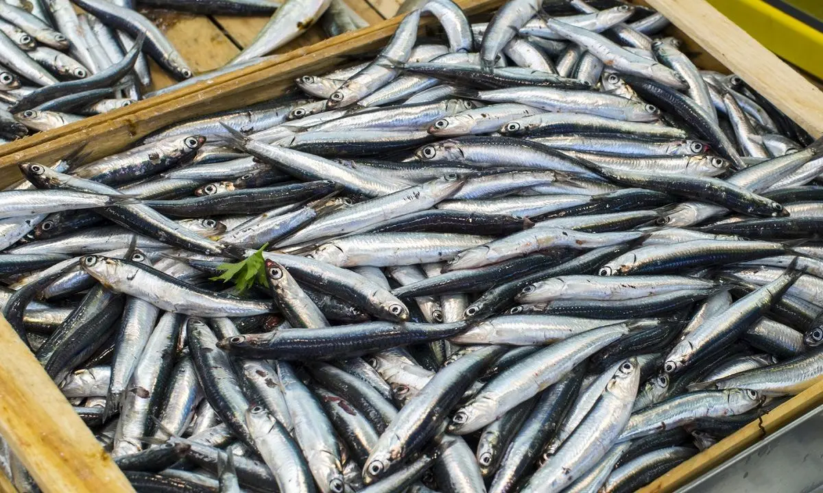 Fuscaldo cerca standisti per il Festival delle Alici: candidature aperte\n