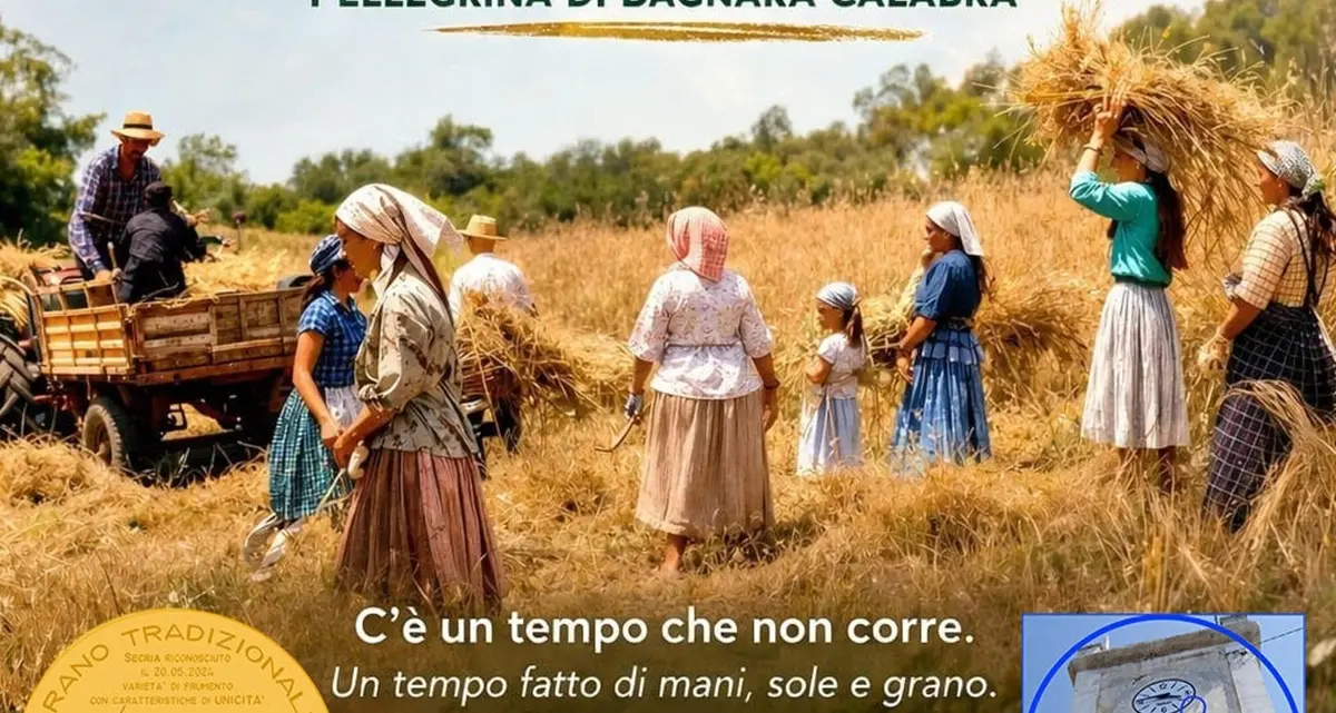 Pellegrina\u00A0di Bagnara si prepara per la\u00A0VI Festa della Mietitura\n