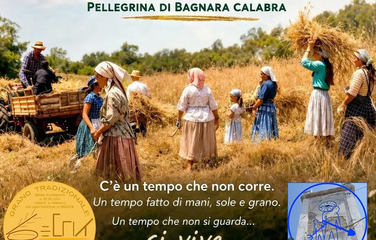 Pellegrina\u00A0di Bagnara si prepara per la\u00A0VI Festa della Mietitura\n