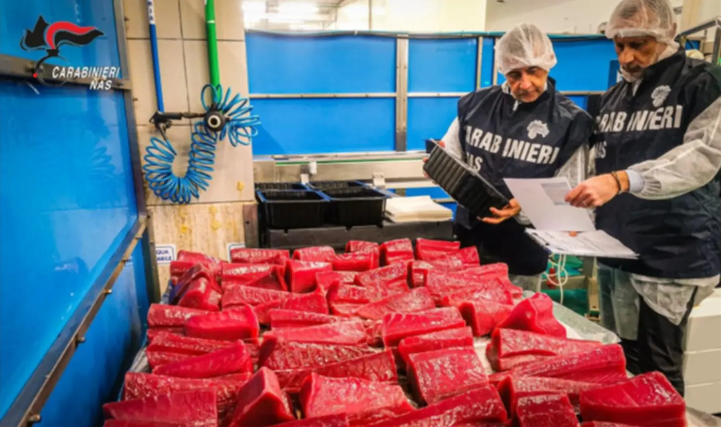 Nas di Catanzaro, blitz in una pescheria del capoluogo: sequestrati 15 chili di prodotti ittici senza tracciabilità