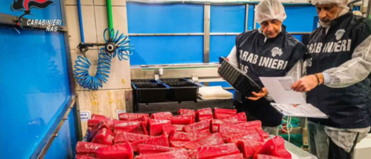 Nas di Catanzaro, blitz in una pescheria del capoluogo: sequestrati 15 chili di prodotti ittici senza tracciabilità