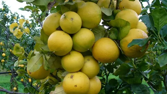 Bergamotto, il Tar respinge la sospensiva sull’IGP: udienza di merito fissata a settembre\n