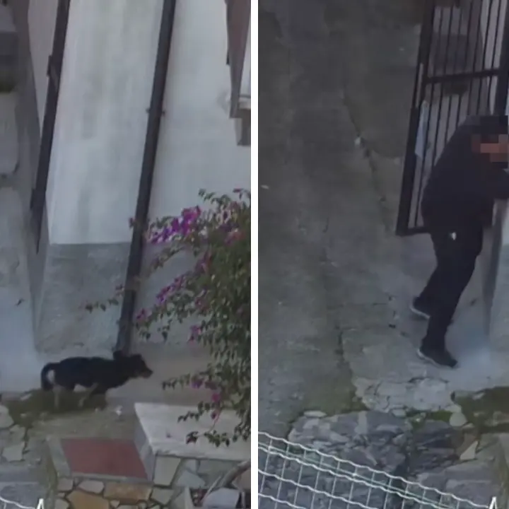 Cani uccisi a pistolettate e clima di terrore: la ferocia della ‘ndrangheta di Gerocarne nelle carte dell’operazione Jerakarni\n