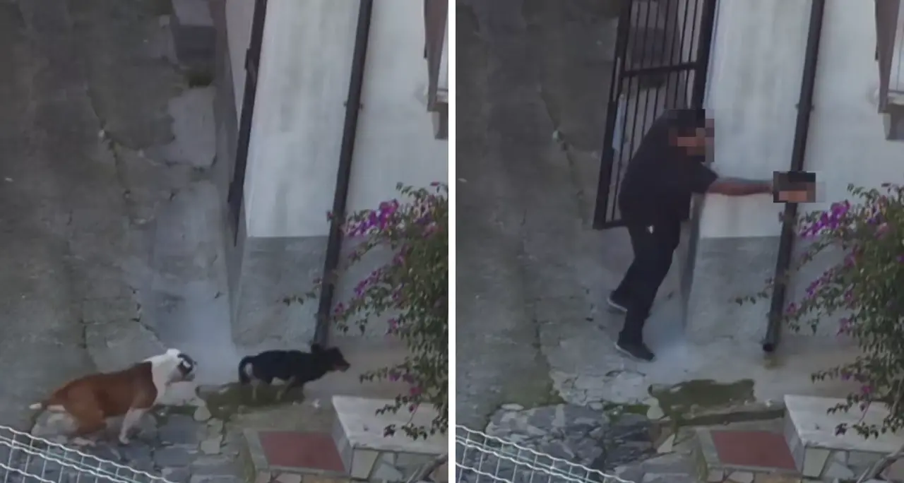 Cani uccisi a pistolettate e clima di terrore: la ferocia della ‘ndrangheta di Gerocarne nelle carte dell’operazione Jerakarni\n