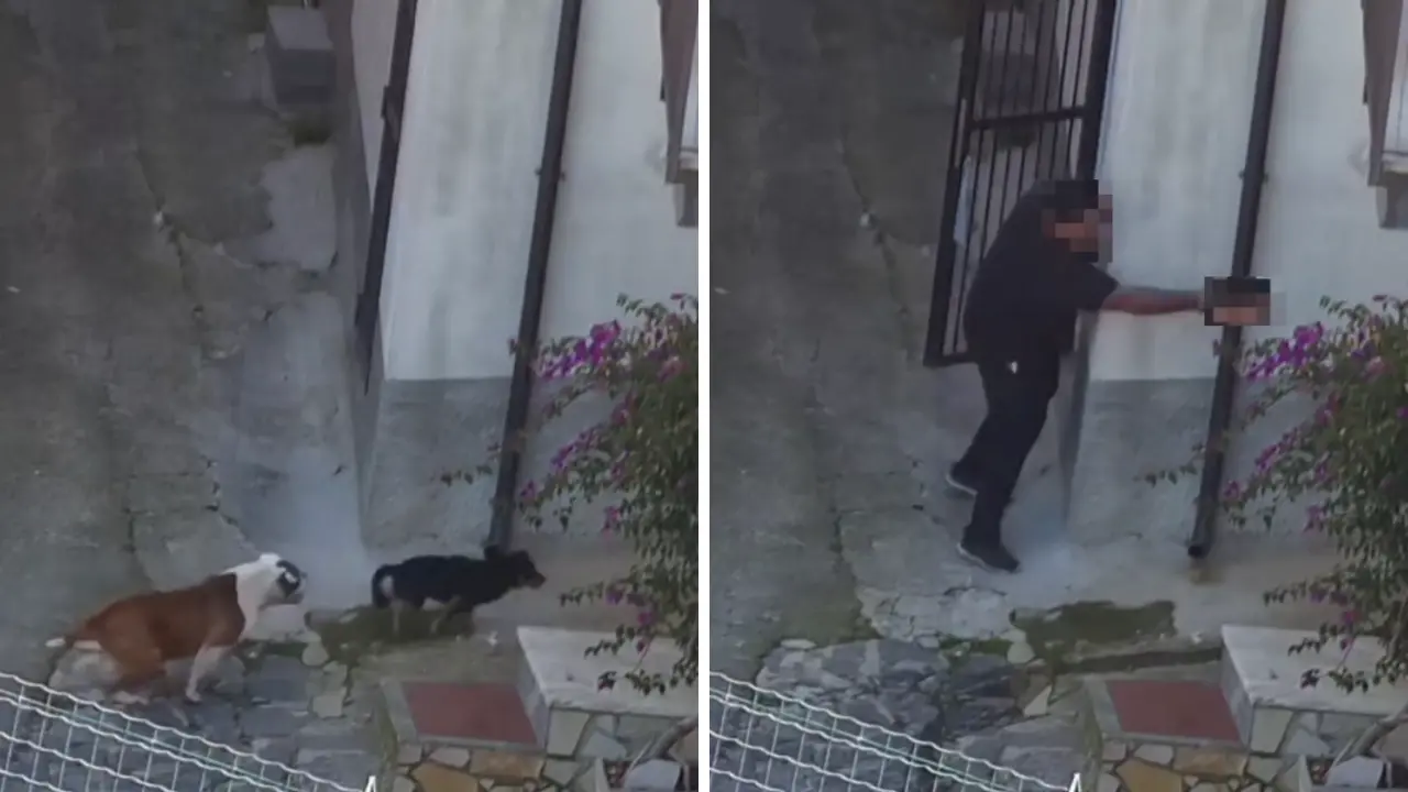 Cani uccisi a pistolettate e clima di terrore: la ferocia della ‘ndrangheta di Gerocarne nelle carte dell’operazione Jerakarni\n