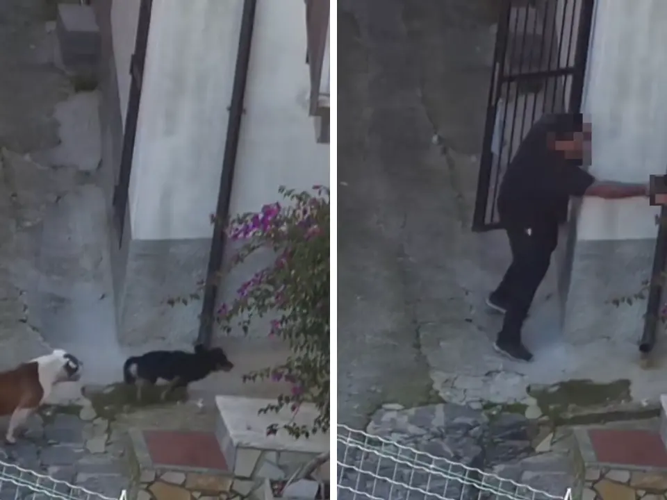 Cani uccisi a pistolettate e clima di terrore: la ferocia della ‘ndrangheta di Gerocarne nelle carte dell’operazione Jerakarni