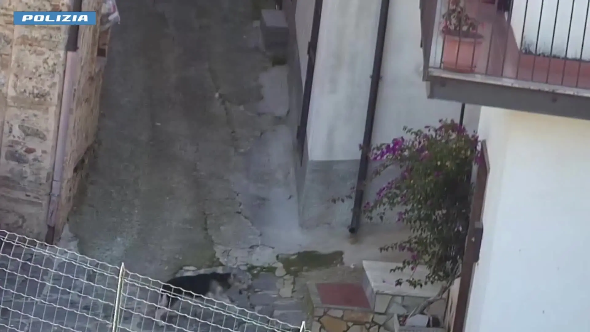 Cani uccisi a pistolettate e clima di terrore: la ferocia della ‘ndrangheta di Gerocarne