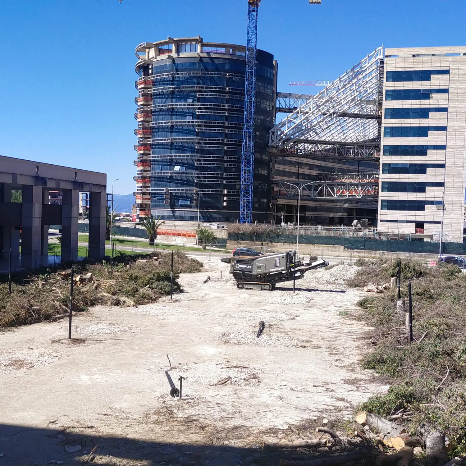 Taglio di alberi a Reggio Calabria, Europa Verde denuncia: «Spariti i Brachychiton e i Ficus»\n