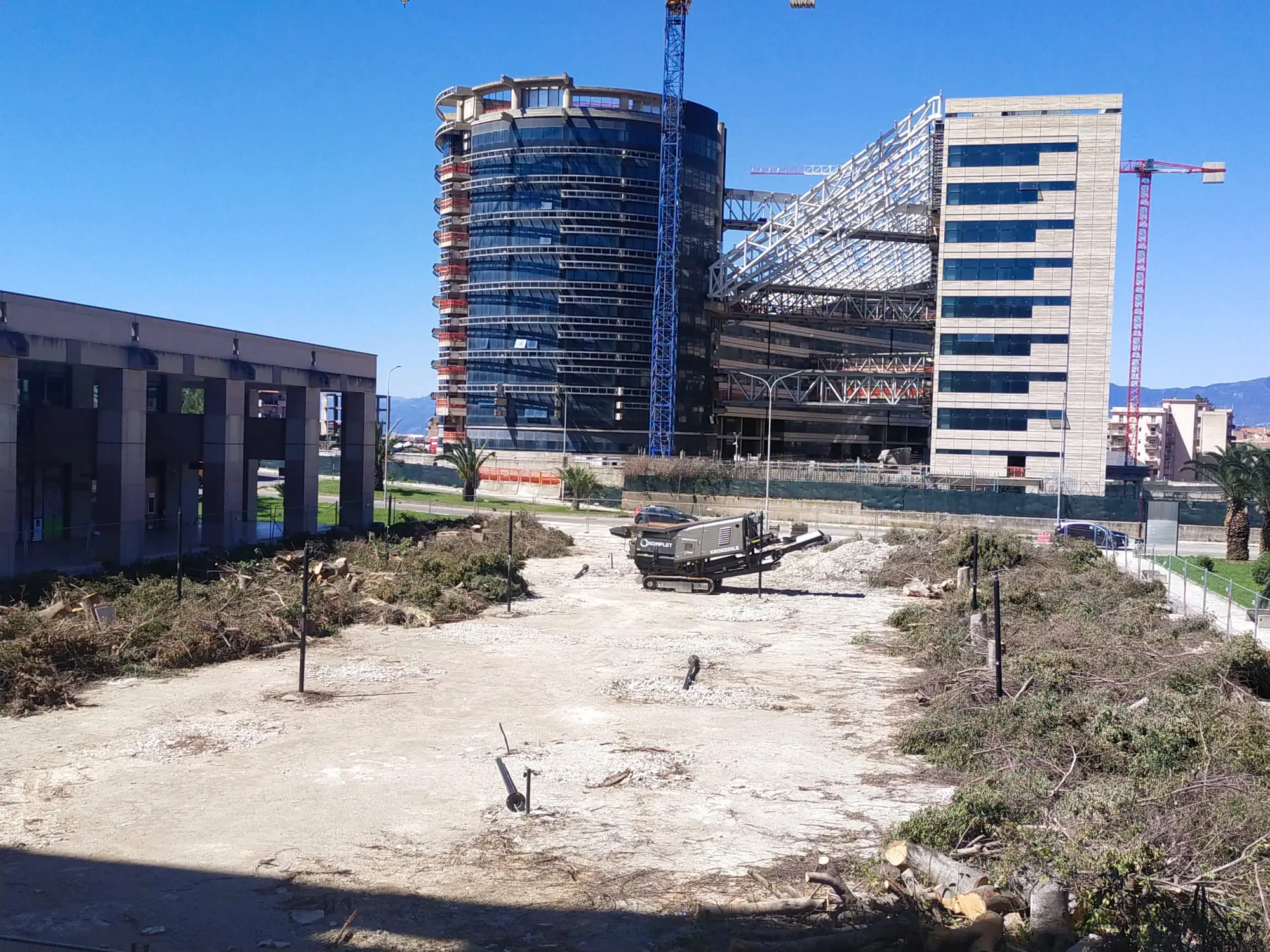 Taglio di alberi a Reggio Calabria, Europa Verde denuncia: «Spariti i Brachychiton e i Ficus»\n