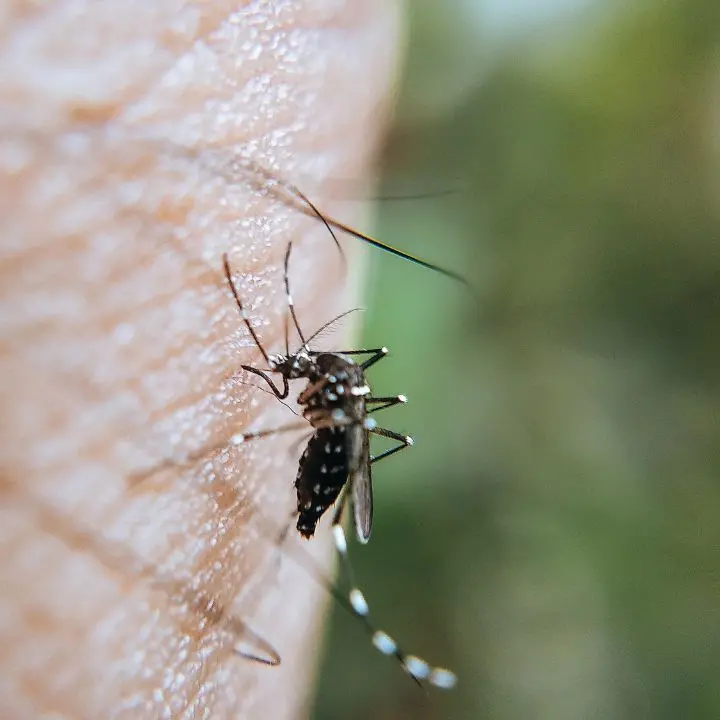 Arrivano le zanzare, il Comune di Vibo avvia la campagna di prevenzione: ecco\u00A0l’ordinanza\n