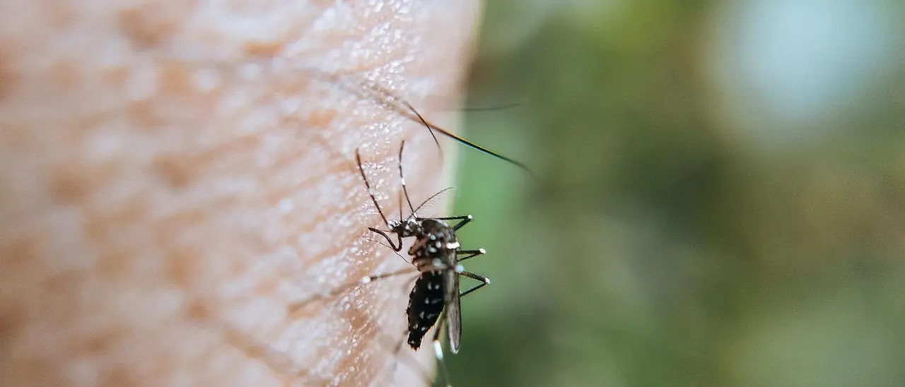 Arrivano le zanzare, il Comune di Vibo avvia la campagna di prevenzione: ecco\u00A0l’ordinanza\n