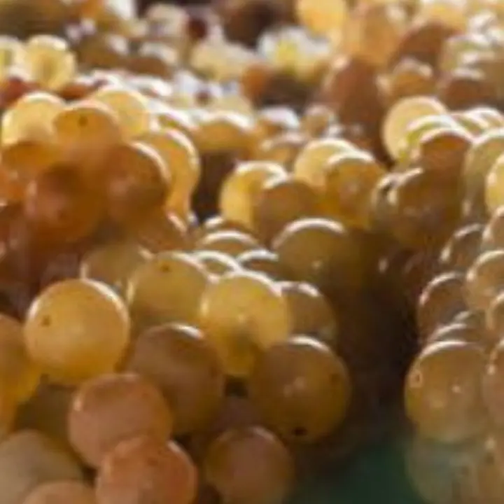 Saracena porta il Moscato Passito al Vinitaly e rilancia il territorio\n