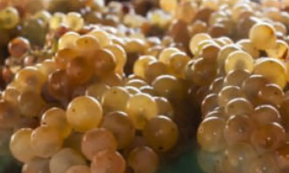 Saracena porta il Moscato Passito al Vinitaly e rilancia il territorio\n