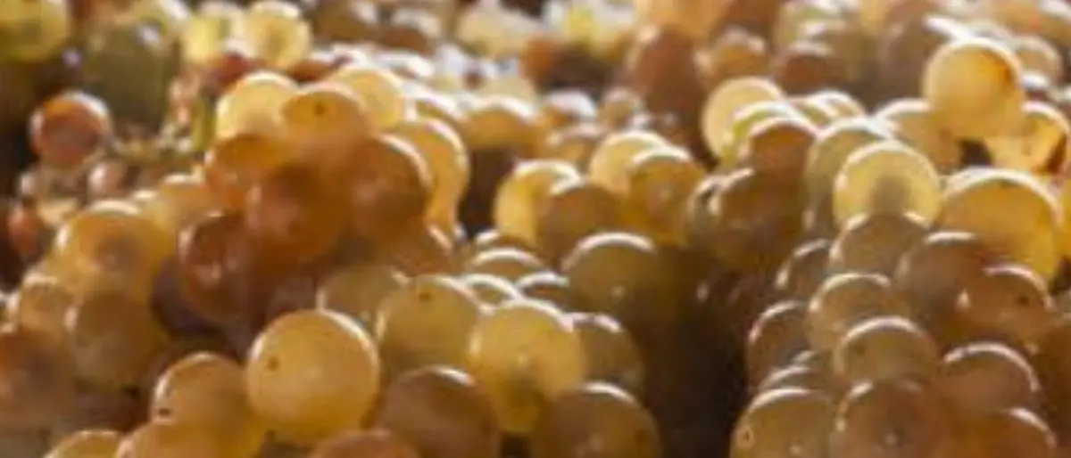 Saracena porta il Moscato Passito al Vinitaly e rilancia il territorio\n