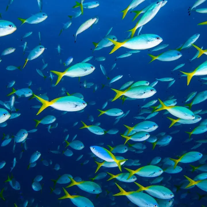 Un virus marino può infettare l’uomo causando la perdite della vista, Bassetti: «È allarmante»\n