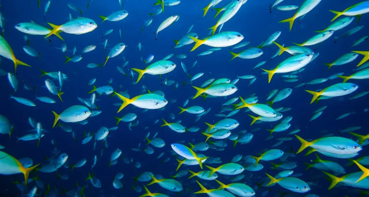 Un virus marino può infettare l’uomo causando la perdite della vista, Bassetti: «È allarmante»\n