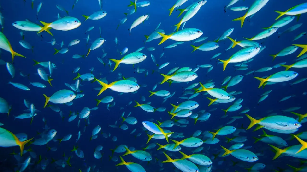 Un virus marino può infettare l’uomo causando la perdite della vista, Bassetti: «È allarmante»\n