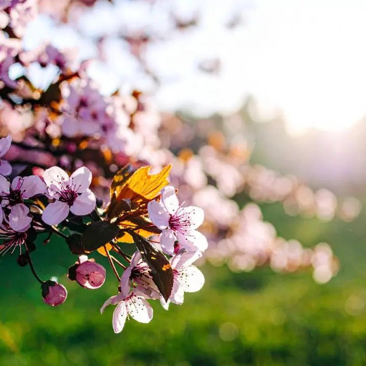 Weekend di primavera con sole e caldo, ma una nuova fase di maltempo è alle porte: ecco quando\n