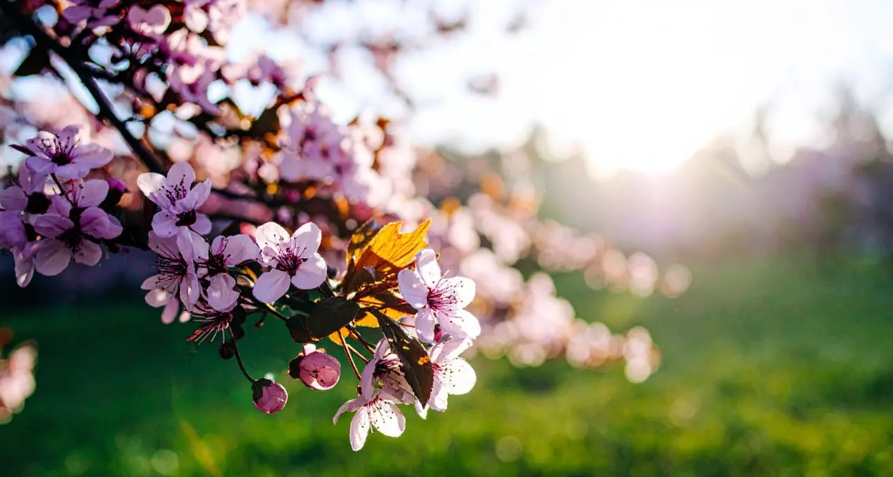 Weekend di primavera con sole e caldo, ma una nuova fase di maltempo è alle porte: ecco quando\n