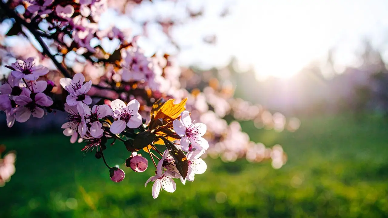 Weekend di primavera con sole e caldo, ma una nuova fase di maltempo è alle porte: ecco quando\n