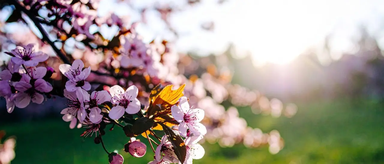 Weekend di primavera con sole e caldo, ma una nuova fase di maltempo è alle porte: ecco quando\n