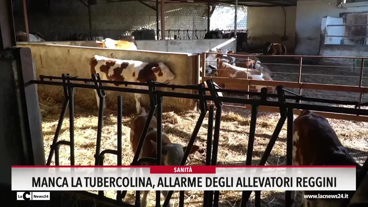 Manca la tubercolina, allarme degli allevatori reggini