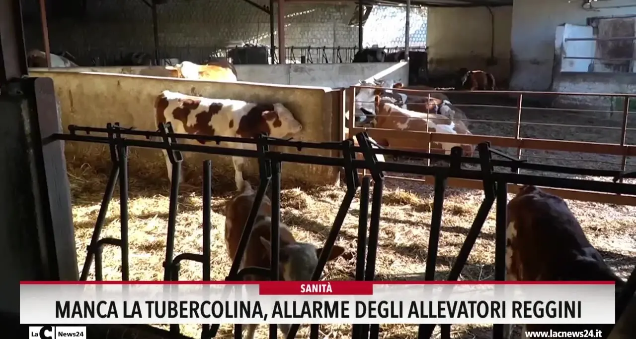 Manca la tubercolina, allarme degli allevatori reggini