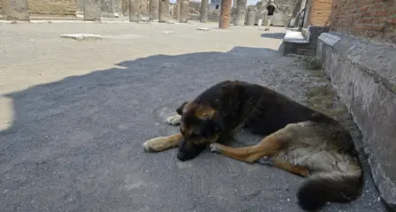 Morano Calabro, allarme randagismo: «Situazione fuori controllo da decenni»\n