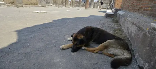 Morano Calabro, allarme randagismo: «Situazione fuori controllo da decenni»\n