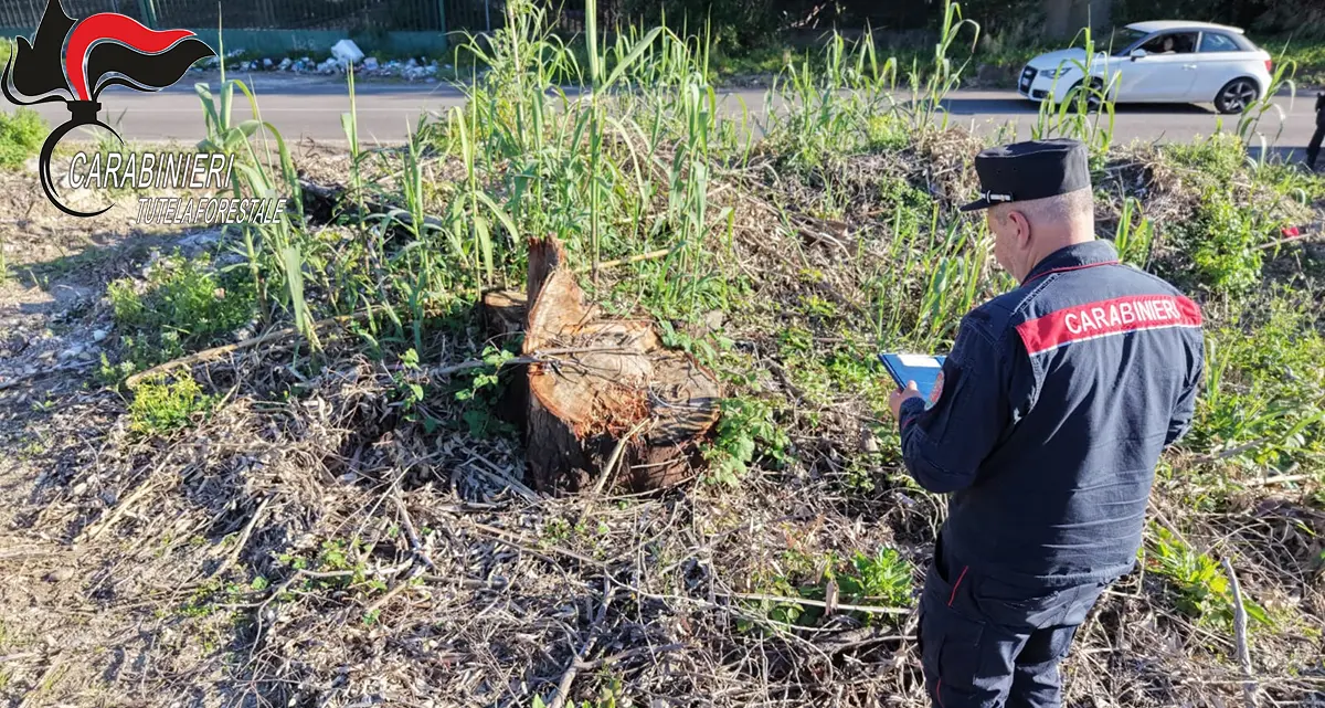 <p>Vibo Marina, eucalipti alti fino a 30 metri <span style=\"color:hsl(0, 75%, 60%);\">abbattuti illegalmente</span>: denunciate tre persone, sanzioni per 5mila euro</p>
