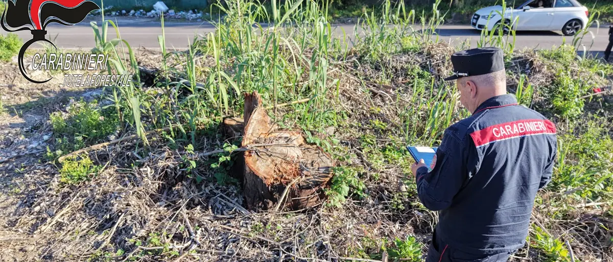Vibo Marina, eucalipti alti fino a 30 metri\u00A0abbattuti illegalmente: denunciate tre persone, sanzioni per 5mila euro\n