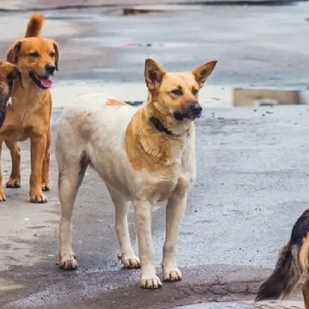 «Randagismo fuori controllo a Morano Calabro»: la denuncia di\u00A0Attivismo by Progetto Vegan\n