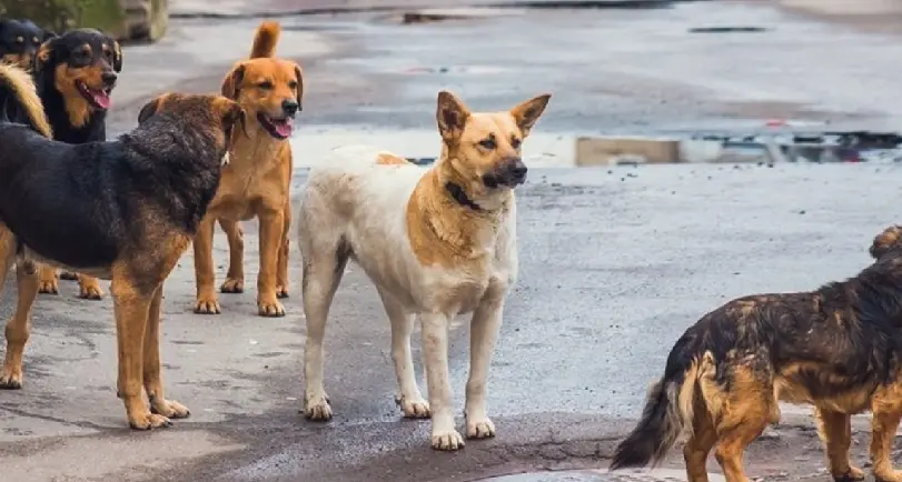 «Randagismo fuori controllo a Morano Calabro»: la denuncia di\u00A0Attivismo by Progetto Vegan\n