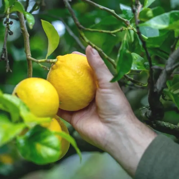 Il TAR respinge la sospensiva e fissa l’udienza a settembre. Previtera: «Piena efficacia dei provvedimenti»\n