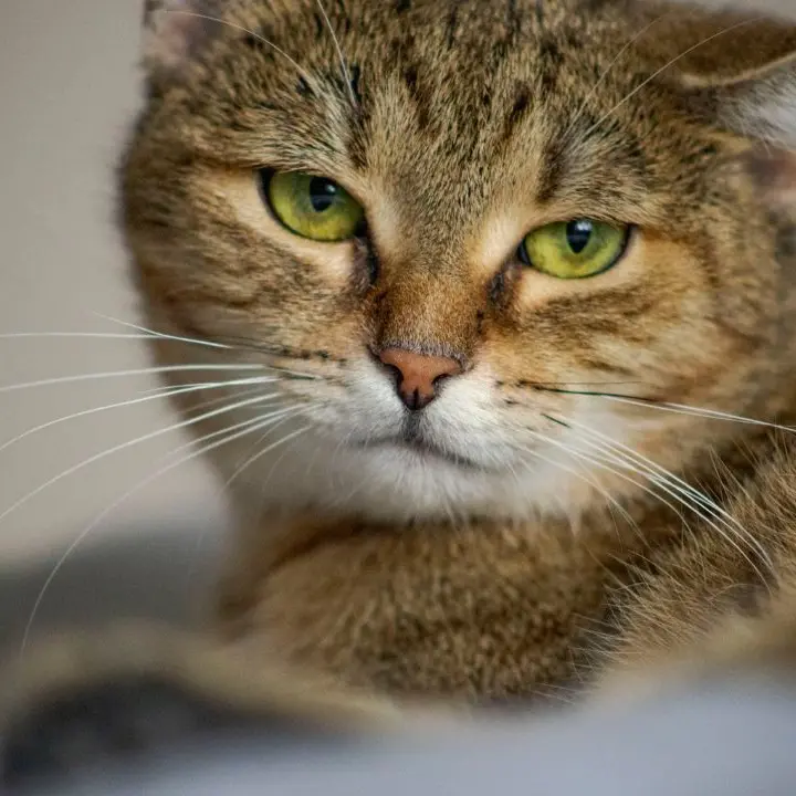 In un parco uccide e dà fuoco ad un gatto per mangiarlo: fermato\n