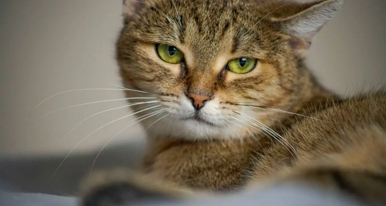 In un parco uccide e dà fuoco ad un gatto per mangiarlo: fermato\n