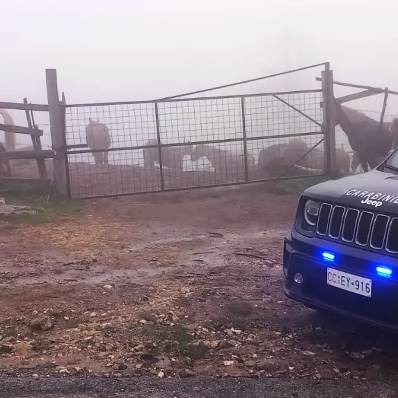 Cavalli destinati alla macellazione privi di tracciamento, scatta il sequestro a Petronà\n