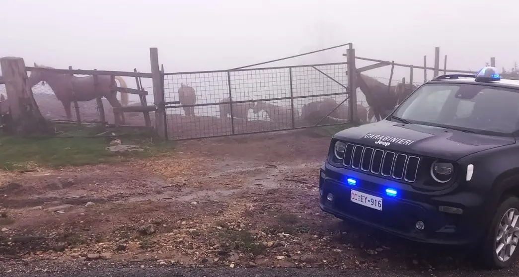 Cavalli destinati alla macellazione privi di tracciamento, scatta il sequestro a Petronà\n