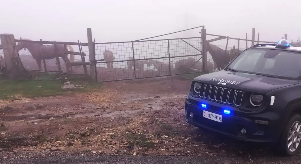 Cavalli destinati alla macellazione privi di tracciamento, scatta il sequestro a Petronà\n