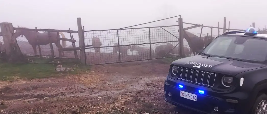 Cavalli destinati alla macellazione privi di tracciamento, scatta il sequestro a Petronà\n