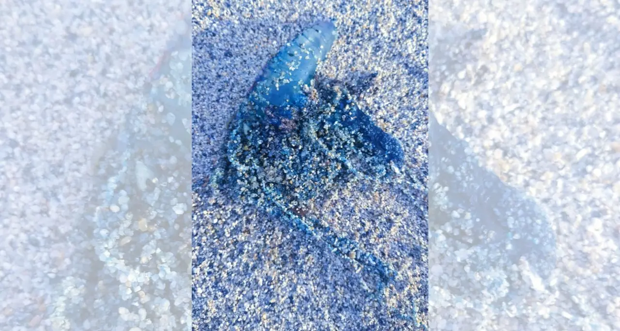 <p>La <span style=\"color:hsl(0, 75%, 60%);\">Caravella portoghese </span>arriva sulle coste calabresi, primi allarmi: «Uno degli animali marini più pericolosi»</p>