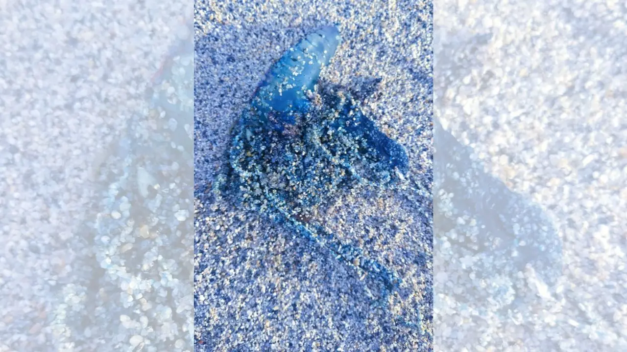 Allarme Caravella portoghese (anche) sulle coste vibonesi, Paolillo: «Uno degli animali marini più pericolosi»\n