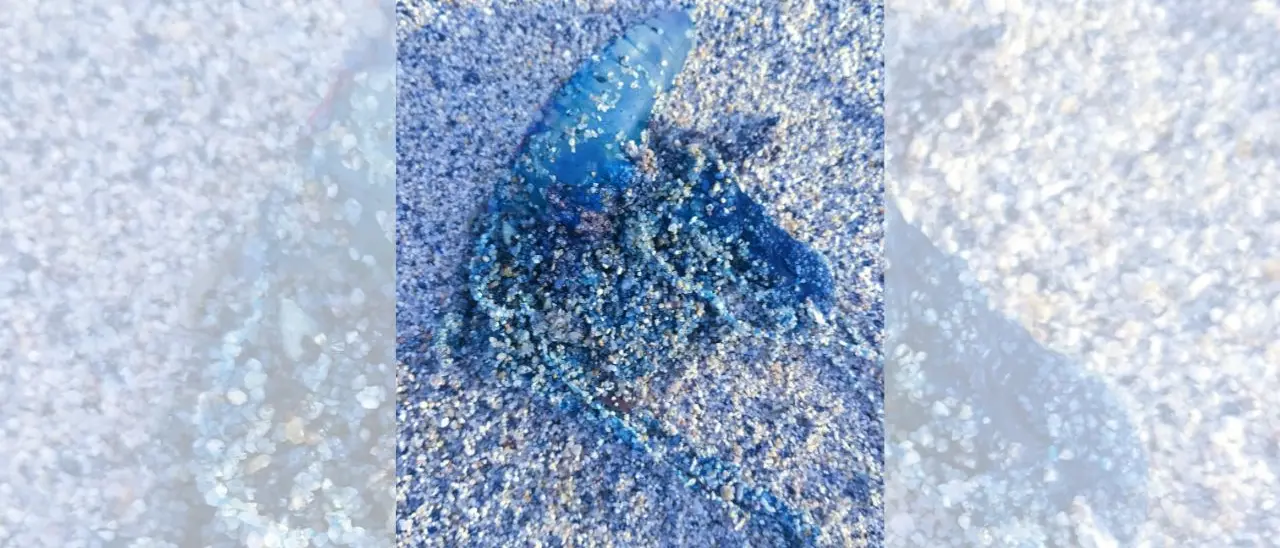 Allarme Caravella portoghese (anche) sulle coste vibonesi, Paolillo: «Uno degli animali marini più pericolosi»\n