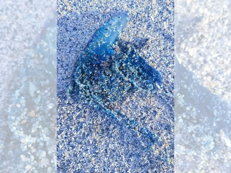 Allarme Caravella portoghese (anche) sulle coste vibonesi, Paolillo: «Uno degli animali marini più pericolosi»