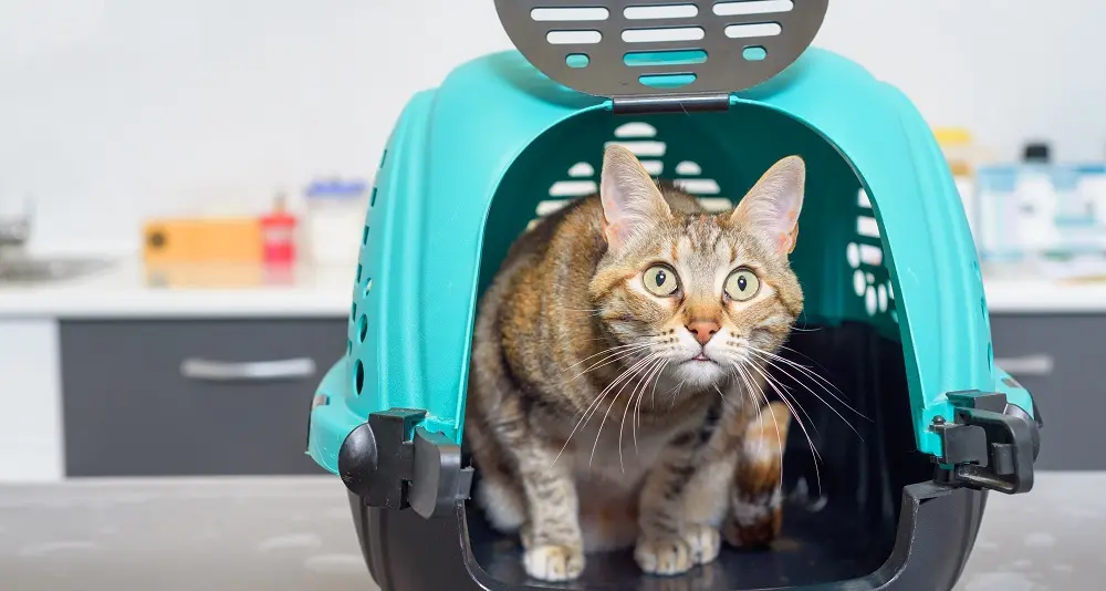 Vicenda gatti: fissata per lunedì 20 la riconsegna al Comune dei felini ricoverati da mesi in clinica privata