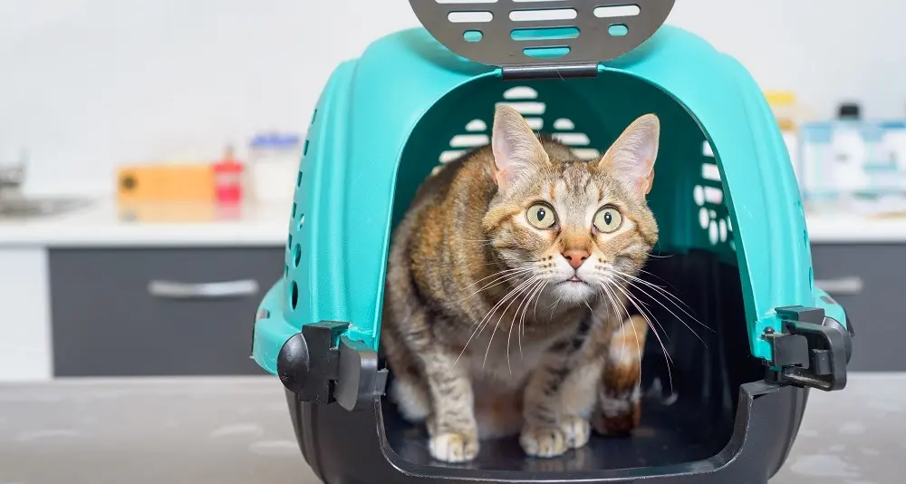 Vicenda gatti: fissata per lunedì 20 la riconsegna al Comune dei felini ricoverati da mesi in clinica privata