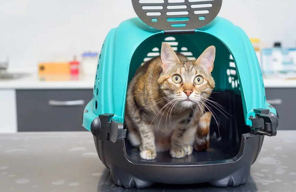 Vicenda gatti: fissata per lunedì 20 la riconsegna al Comune dei felini ricoverati da mesi in clinica privata