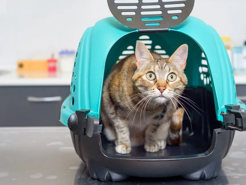 Vicenda gatti: fissata per lunedì 20 la riconsegna al Comune dei felini ricoverati da mesi in clinica privata